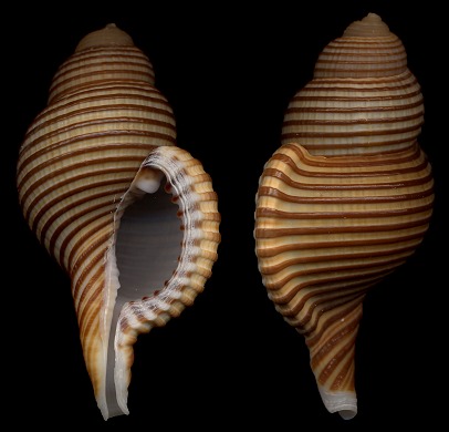 Cymatium (Gelagna) succinctum (Linn, 1771)