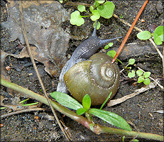 Mesomphix globosus (MacMillan, 1940) Globose Button In Situ