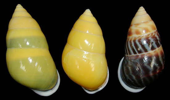 Amphidromus perversus butoti Laidlaw and Solem, 1961