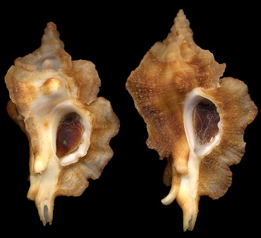 Ceratostoma fournieri Crosse, 1861