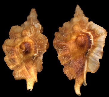 Ceratostoma fournieri Crosse, 1861