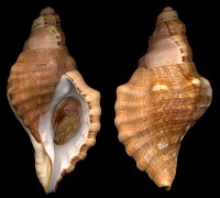 Cabestana cutacea dolaria (Linnaeus, 1767) var. africanus