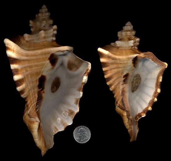 Cymatium ranzanii Bianconi, 1850