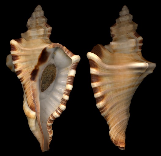 Cymatium ranzanii Bianconi, 1850