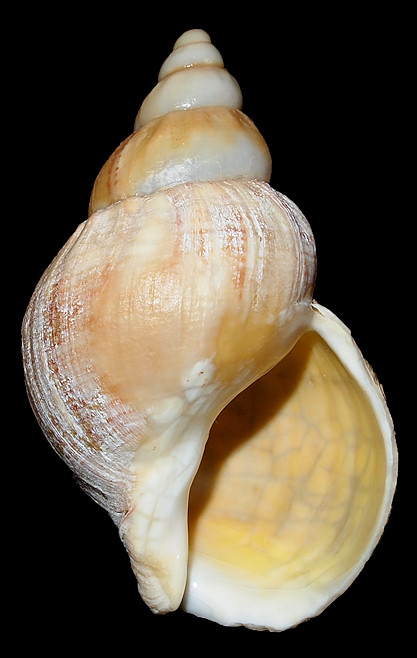 Buccinum undatum Linnaeus, 1758 Waved Whelk