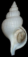 Fusitriton magellanicus retiolus (Hedley, 1914)