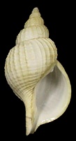 Fusitriton magellanicus laudandus Finley, 1927