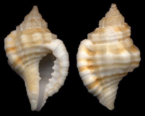 Cymatium (Monoplex) krebsii (Mrch, 1877) juvenile