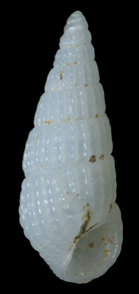 Rissoina cerithiiformis Tryon, 1887