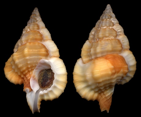 Gyrineum cuspidatum (Reeve, 1844)