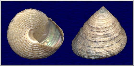 Calliostoma antonii (Koch in Philippi, 1843)