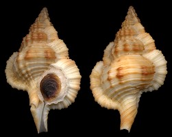 Gyrineum bituberculare (Lamarck, 1816)