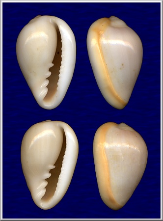 Prunum labiatum (Kiener, 1841)