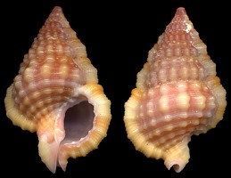 Gyrineum roseum (Reeve, 1844)