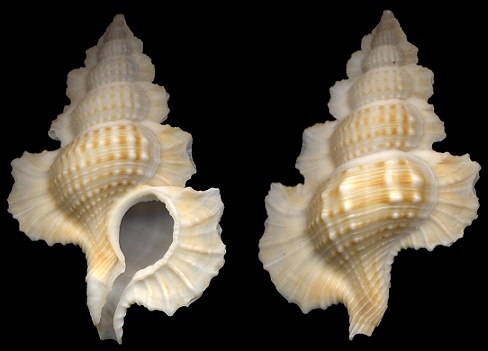 Gyrineum bozzettii (Beu, 1998)