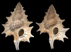 Gyrineum aculeatum (Schepman, 1909)