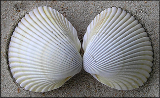 Dinocardium robustum (John Lightfoot, 1786) Atlantic Giant Cockle