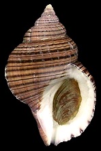 Argobuccinum pustulosum tumidum (Dunker, 1862)