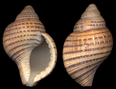 Argobuccinum pustulosum tumidum (Dunker, 1862)