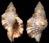 Cymatium (Monoplex) aquatile (Reeve, 1844)