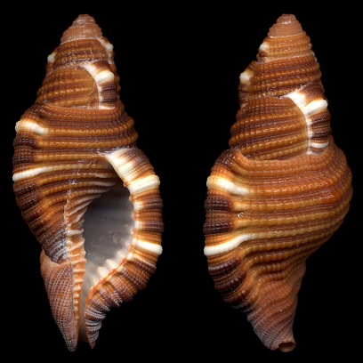 Cymatium (Septa) closeli Beu, 1987