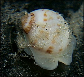 Tectonatica pusilla (Say, 1822) Miniature Moonsnail