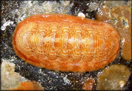 Tripoplax baxteri (R. Clark, 2000)