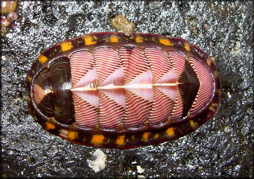 Tonicella lineata (Wood, 1815)