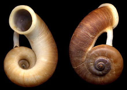 Rhiostoma smithi Bartsch, 1932