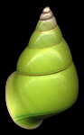 Papuina pulcherrima (Rensch 1931)