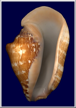 Sinustrombus latissimus (Linnaeus, 1758)