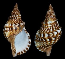 Charonia lampas lampas (Linnaeus, 1758)