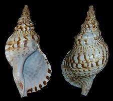 Charonia lampas lampas (Linnaeus, 1758) nodiferum form