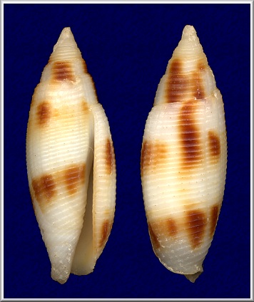 Dibaphus edentula (Swainson, 1823)