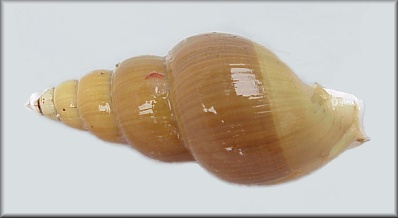 "Japelion" aleuticus (Dall, 1895)