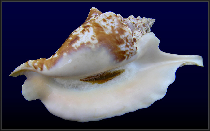 Lobatus gallus (Linnaeus, 1758) Roostertail Conch