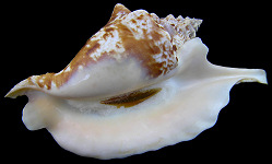 Lobatus gallus (Linnaeus, 1758) Roostertail Conch