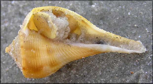 Fulguropsis spirata (Lamarck, 1816) Pear Whelk Unusual Coloration