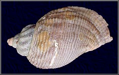 Pyrulofusus harpa (Mrch, 1857)