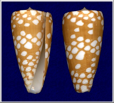 Conus nobilis Linnaeus, 1758