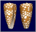 Conus nobilis Linnaeus, 1758