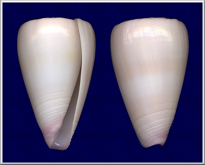 Conus suturatus Reeve, 1844