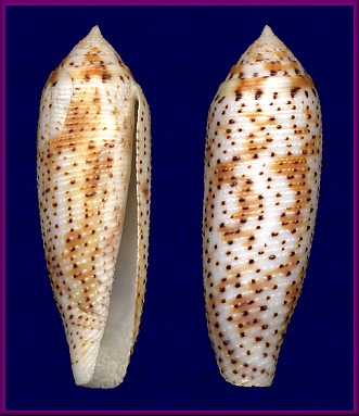 Conus nussatella Linnaeus, 1758
