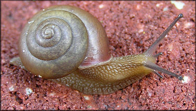 Bradybaena similaris (Frussac, 1821) Asian Tramp Snail