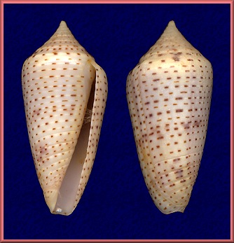 Conus ximenes Gray, 1839