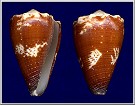 Conus brunneus Wood, 1828