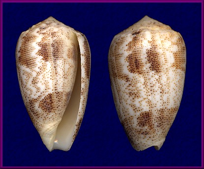 Conus arenatus Hwass in Bruguire, 1792