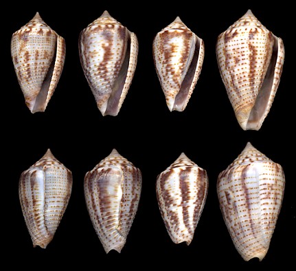 Conus puncticulatus Hwass in Bruguire, 1792