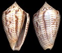 Conus puncticulatus Hwass in Bruguière, 1792