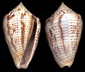 Conus puncticulatus Hwass in Bruguire, 1792